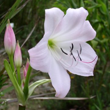 Crinum moorei - Lirios de pantanos