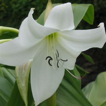 Crinum moorei Album - Lirios de pantanos