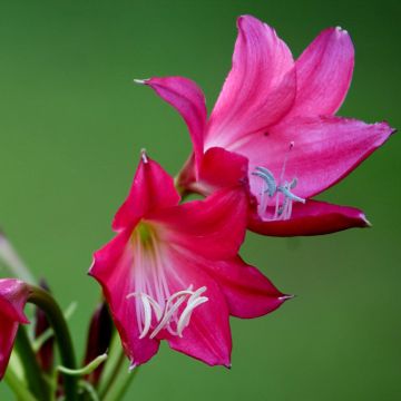 Crinum Ellen Bosanquet - Lirios de pantanos