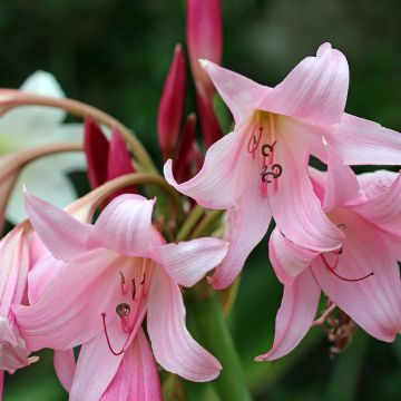 Crinum powellii Rosea - Lirios de pantanos