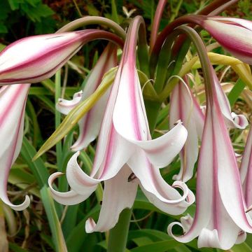 Crinum Striped Beauty - Lirios de pantanos