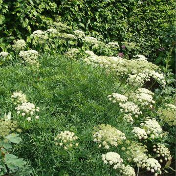 Hinojo marino - Crithmum maritimum