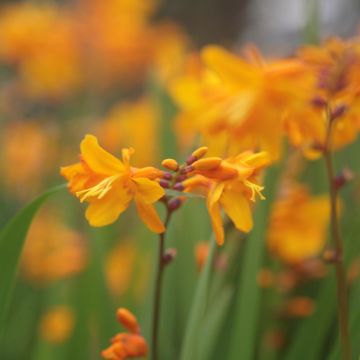 Crocosmia crocosmiiflora Colombus