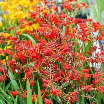 Crocosmia Emberglow