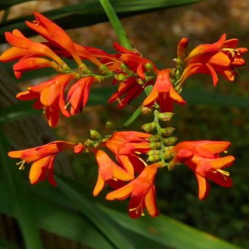 Crocosmia crocosmiiflora Météore