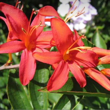 Crocosmia crocosmiiflora Mistral