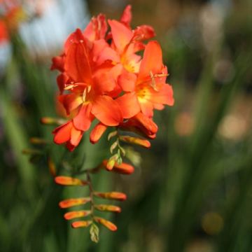 Crocosmia Okavango