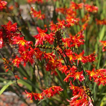 Crocosmia crocosmiiflora James Coey