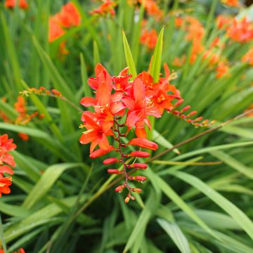 Crocosmia crocosmiiflora Mars