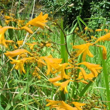 Crocosmia crocosmiiflora Norwich Canary