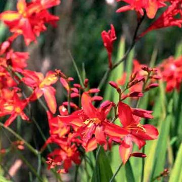 Crocosmia crocosmiflora Zeal Tan