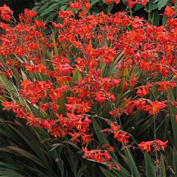 Crocosmia Saracen