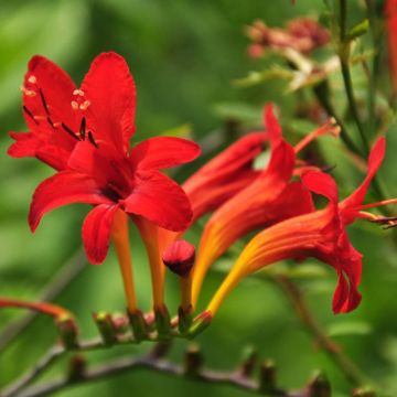 Crocosmia masoniorum