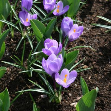 Crocus Grand Maître