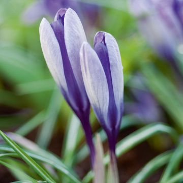 Crocus Yalta