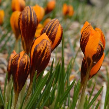 Crocus olivieri subsp. balansae Orange Monarch