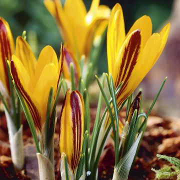 Crocus angustifolius