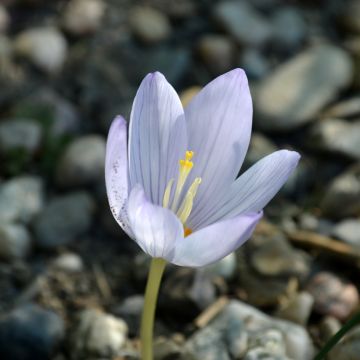 Crocus kotschyanus - Croco de otoño