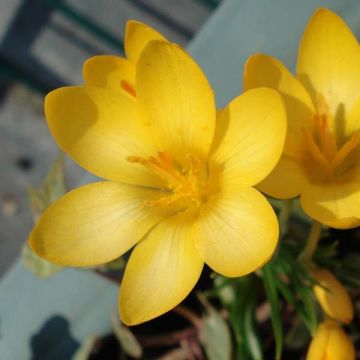 Crocus ancyrensis