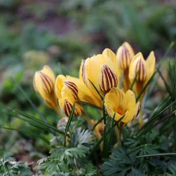 Crocus chrysanthus Gipsy Girl