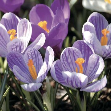 Crocus Pickwick