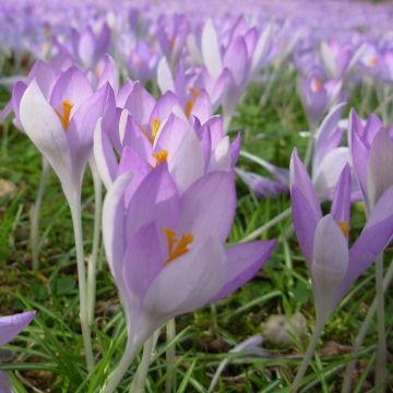 Crocus tommasinianus