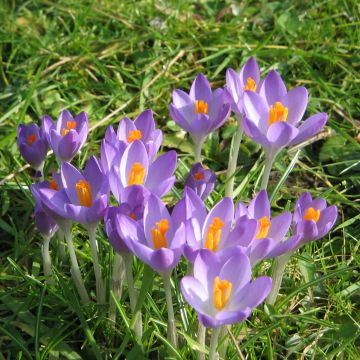 Crocus tommasinianus Barr's Purple