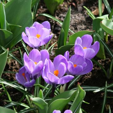 Crocus Remembrance