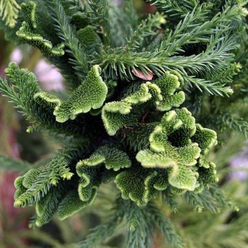 Sugi Cristata - Cryptomeria japonica