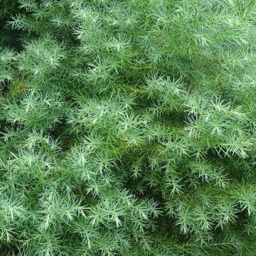 Sugi Elegans - Cryptomeria japonica