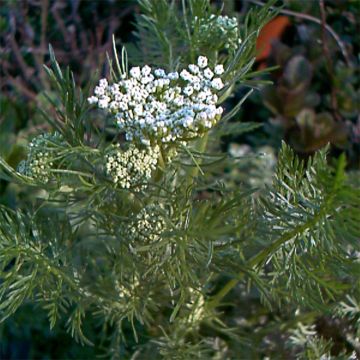 Alcaravea Bio - Carum carvi