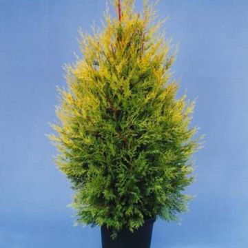 Ciprés leylandii Excalibur Gold - Cupressocyparis