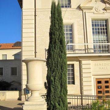 Cupressus sempervirens var. stricta Pyramidalis - Ciprés común