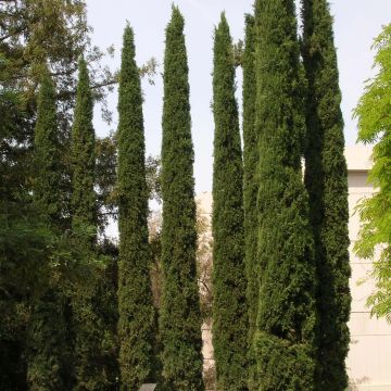 Cupressus sempervirens var. stricta - Ciprés común