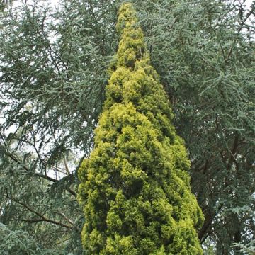 Cupressus sempervirens Swane's Gold - Ciprés común