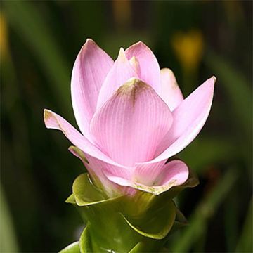 Curcuma alismatifolia Pink - Tulipán de Siam