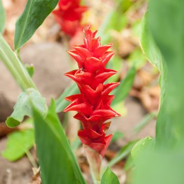 Curcuma alismatifolia Red - Tulipán de Siam