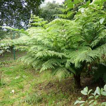 Cyathea australis - Helecho arbóreo rugoso