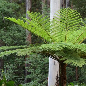 Cyathea cooperi - Helecho arborescente de encaje