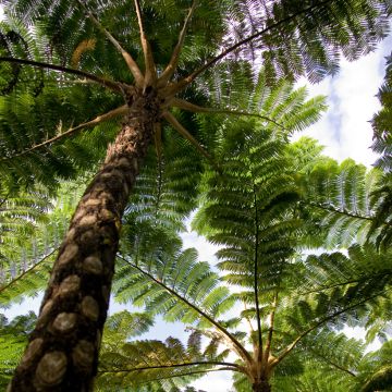 Cyathea lunulata - Helecho arbóreo