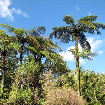 Cyathea medullaris - árbol helecho negro