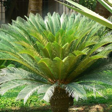 Cycas revoluta - Sagú