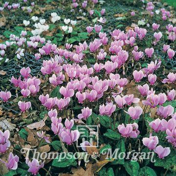 Cyclamen All The Year Round Flowering Mixed