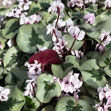 Cyclamen coum White Christmas Tree