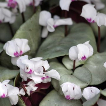 Cyclamen coum White Grey