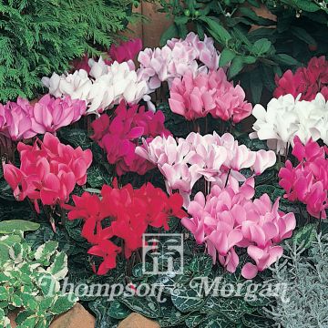 Cyclamen persicum Laser Mixed F1