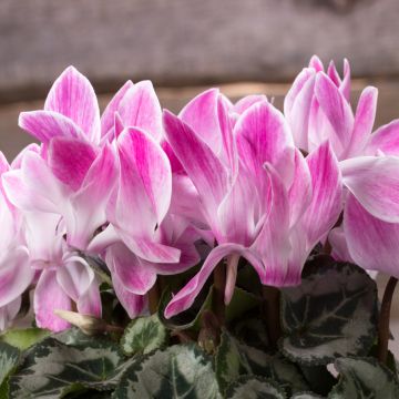 Cyclamen Super Série Crayon