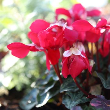 Cyclamen Djix Red Wine