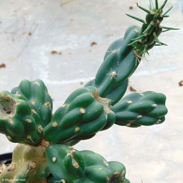 Cylindropuntia imbricata - Cardenche