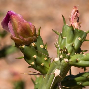 Cylindropuntia kleiniae